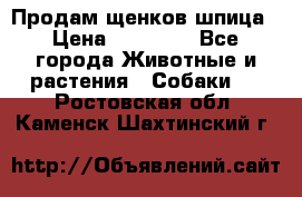 Продам щенков шпица › Цена ­ 20 000 - Все города Животные и растения » Собаки   . Ростовская обл.,Каменск-Шахтинский г.
